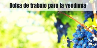 Bolsa de empleo en Campo de Criptana (Ciudad Real) para trabajar en la vendimia