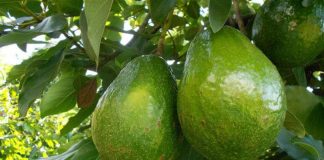 Oportunidad de empleo para 30 envasadores de fruta en Vélez-Málaga