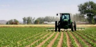 El Cabildo de Tenerife formará a veinte jóvenes en agricultura ecológica