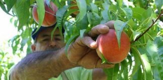 Oferta de empleo en Toro para la campaña agrícola