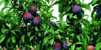 La campaña de la fruta en Extremadura permitirá 50.000 contrataciones, según Afluex