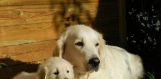 Oferta de empleo: 35.000 euros por cuidar a dos Golden Retriever