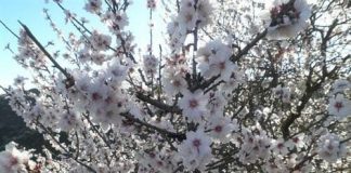 Garrovillas se prepara para la Fiesta del Almendro en Flor