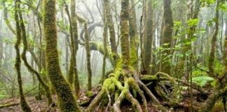 Ocio gratis en la III Semana Forestal de La Rioja