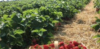 Ofertas de empleo para trabajar en la recolección de fresas y frambuesas en Huelva