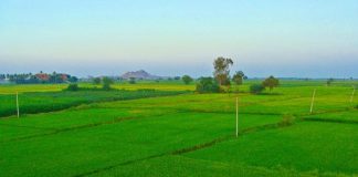 Oportunidad de empleo para 400 temporeros en la recogida de arándanos en Cerdido (A Coruña) Horticina Empleo