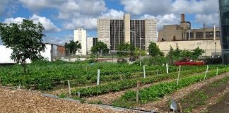 Impulsan en Alicante un proyecto de red de huertos sociales para impulsar el autoempleo