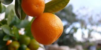 Cofrusa ofrece trabajo a más de 600 personas en la campaña de la mandarina en Murcia