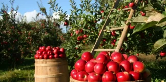 Asaja impulsa una campaña para fomentar el autoempleo en agricultura con Agroempleo