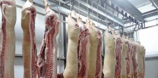 Un matadero de porcino dará trabajo a seiscientas personas en Binéfar (Huesca)