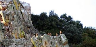 Oferta de empleo público en Extremadura para 9 técnicos en Gestión del Conocimiento y Medio Natural