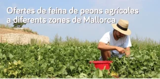 La Unió de Pagesos de Mallorca necesita cubrir 150 puestos de trabajo para la campaña agrícola