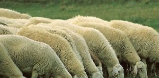 Una cooperativa de Zamora va a crear una bolsa de empleo para pastores