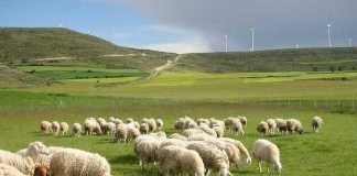 Abierto el plazo de inscripción para la primera Escuela de Pastores de Extremadura