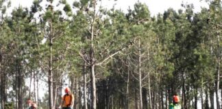Bolsas de empleo en Vaersa para trabajos forestales en la Comunidad Valenciana