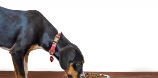 Mars creará 70 puestos de trabajo en Ávila para aumentar su producción