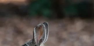 El Ayto de Pedro Muñoz (Ciudad Real) lanza una oferta de trabajo para cazadores de conejos