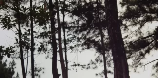 Oposiciones en la Comunidad de Madrid para 65 auxiliares de control e información del servicio de vigilancia forestal