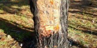 Una fábrica de resinas generará 15 puestos de trabajo en la provincia de Segovia