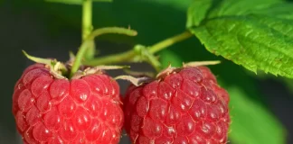 Oferta de empleo en Almonte para trabajar en la campaña de frutos rojos