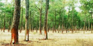 La Diputación de Guadalajara apuesta por el sector resinero como motor del empleo rural Resinas