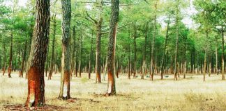 Resinas Naturales creará 150 empleos en una nueva destilería en Almazán (Soria)