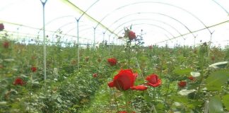 El Ayto de Garray (Soria) recoge currículos para cubrir 180 puestos de trabajo de una empresa de producción de rosas