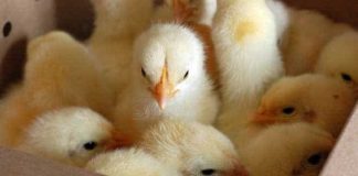 Un trabajo bien remunerado que nadie quiere en el Reino Unido