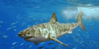 El Acuario de Sevilla ofrece empleo en puestos de atención al público