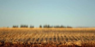 Bolsa de empleo para trabajar en la recolección del níspero en la provincia de Castellón