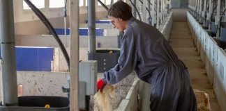 Grupo Vall Companys estrena un portal de empleo si quieres trabajar como granjero