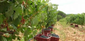 Aparecen las primeras ofertas de empleo para la vendimia en Galicia