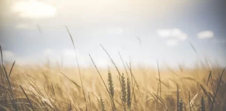 Bolsa de empleo en Baleares para auxiliares administrativos del FOGAIBA